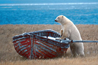 bear and boat bear and boat
