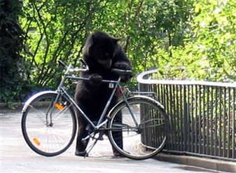 bear and bike bear and bike
