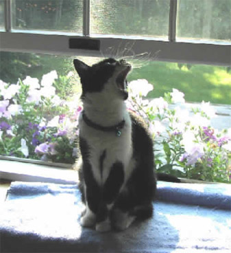 singing cat singing cat