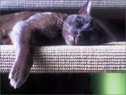 sleeping cat sleeping cat