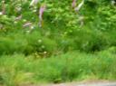 OtCWS (pt 3) --all on Whidbey Island