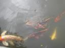 such neat fish
