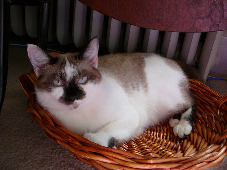 Marigold loves wicker baskets