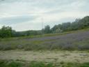 hey a lavendar field!