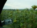 AND sunflowers!