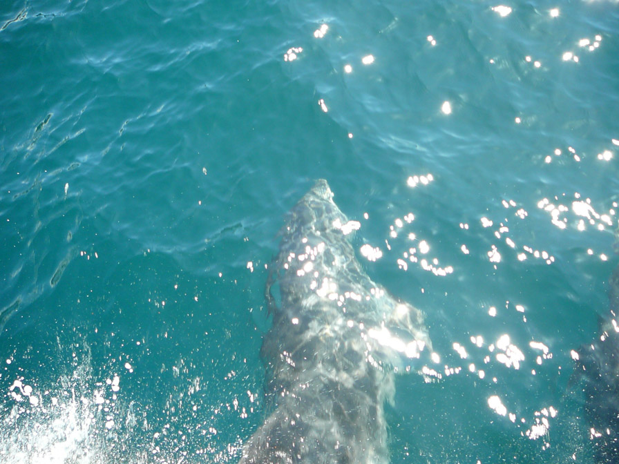 We were in the tip of the bow so they were only like 4 feet away! There were 4 of them!