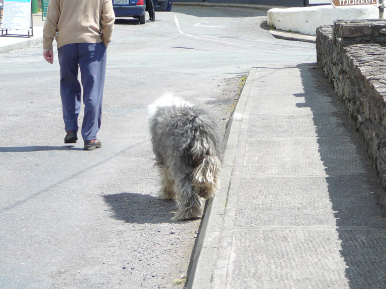 As far as I can tell leashes don’t exist in Ireland.