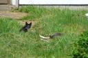 Irish cats! (They’re smaller than big-land cats!)