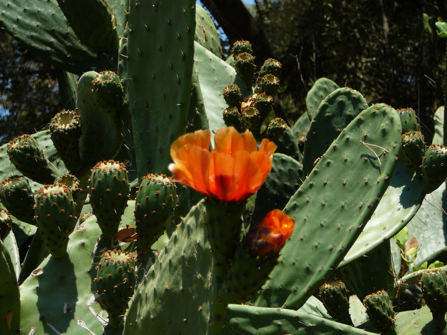 Old cactus at the side entrance of the park Old cactus at the side entrance of the park