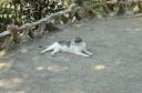 And now a Spanish cat!